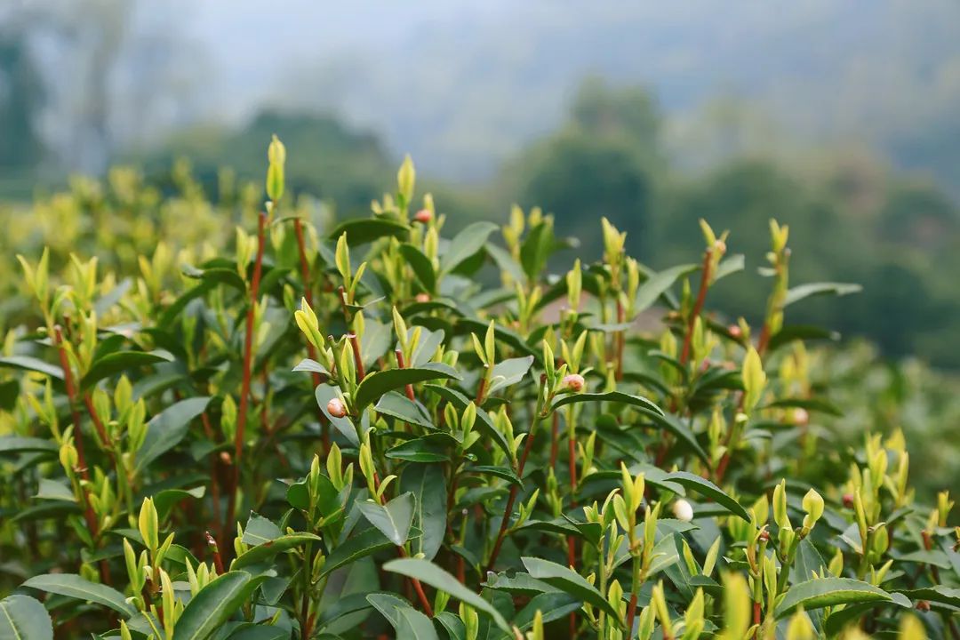 茶葉殺青采用超低氮蒸汽發(fā)生器，精準(zhǔn)控制烘干溫度及濕度！